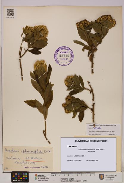 Baccharis sphaerocephala [Espécimen: UDEC:CONC:0058748]