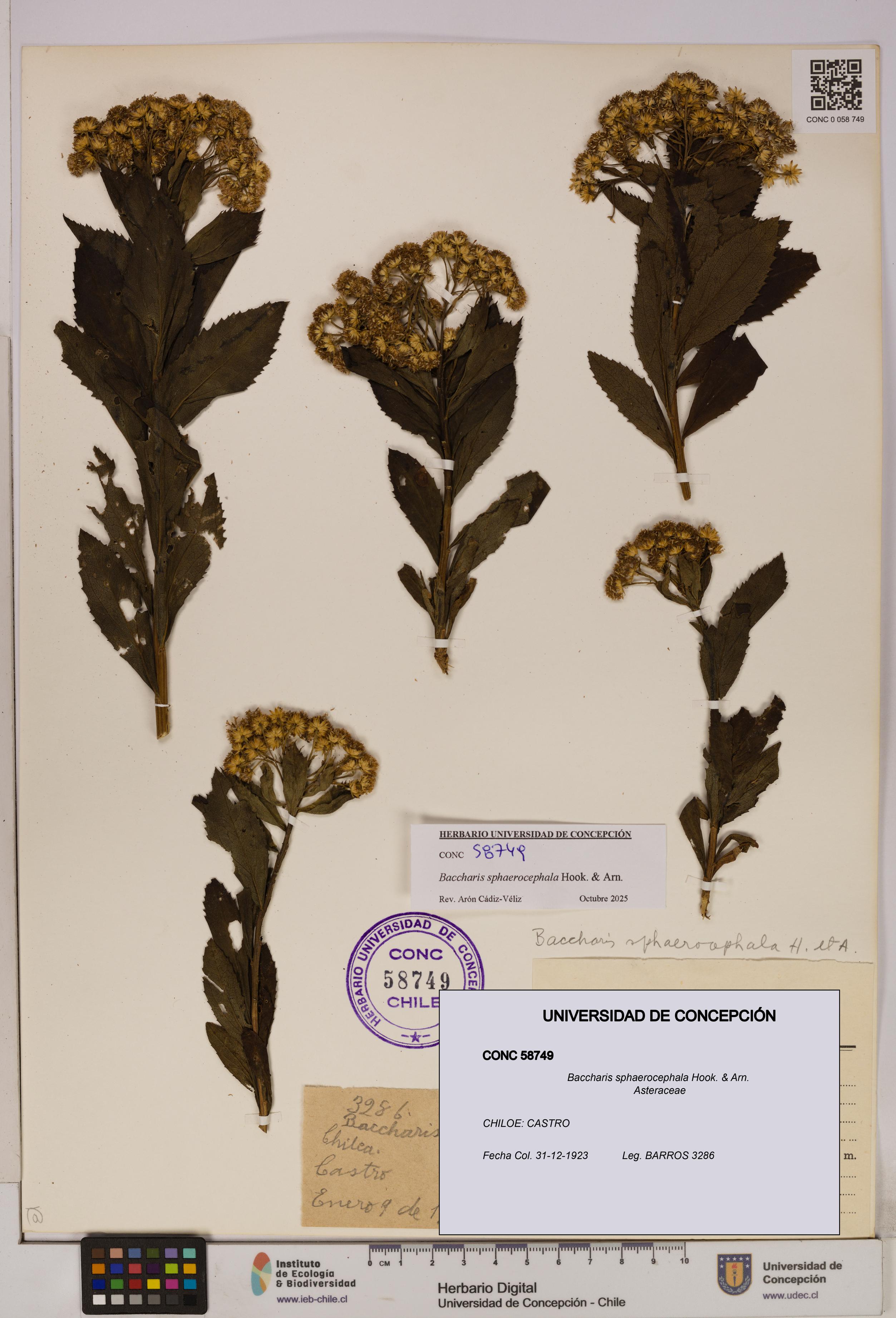 Baccharis sphaerocephala [Espécimen: UDEC:CONC:0058749]