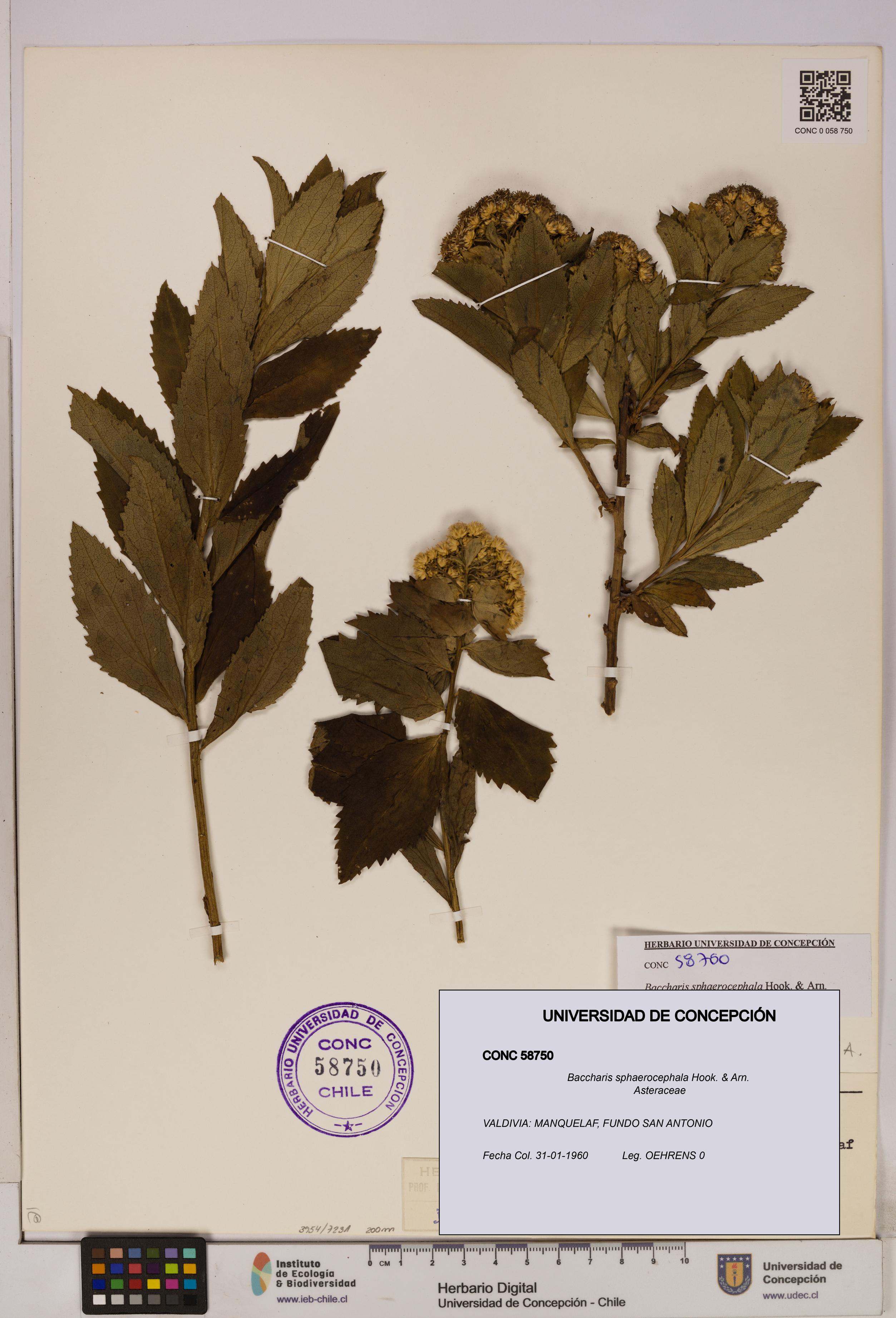 Baccharis sphaerocephala [Espécimen: UDEC:CONC:0058750]