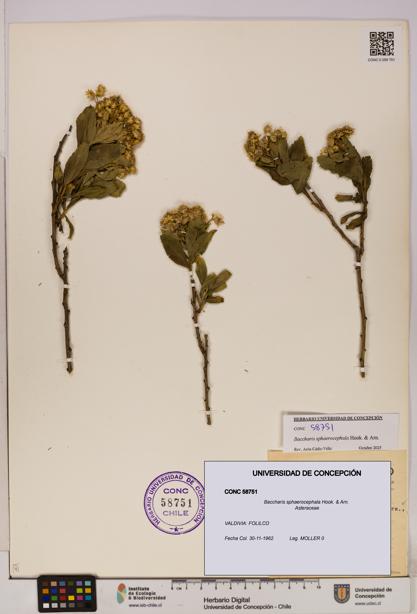 Baccharis sphaerocephala [Espécimen: UDEC:CONC:0058751]