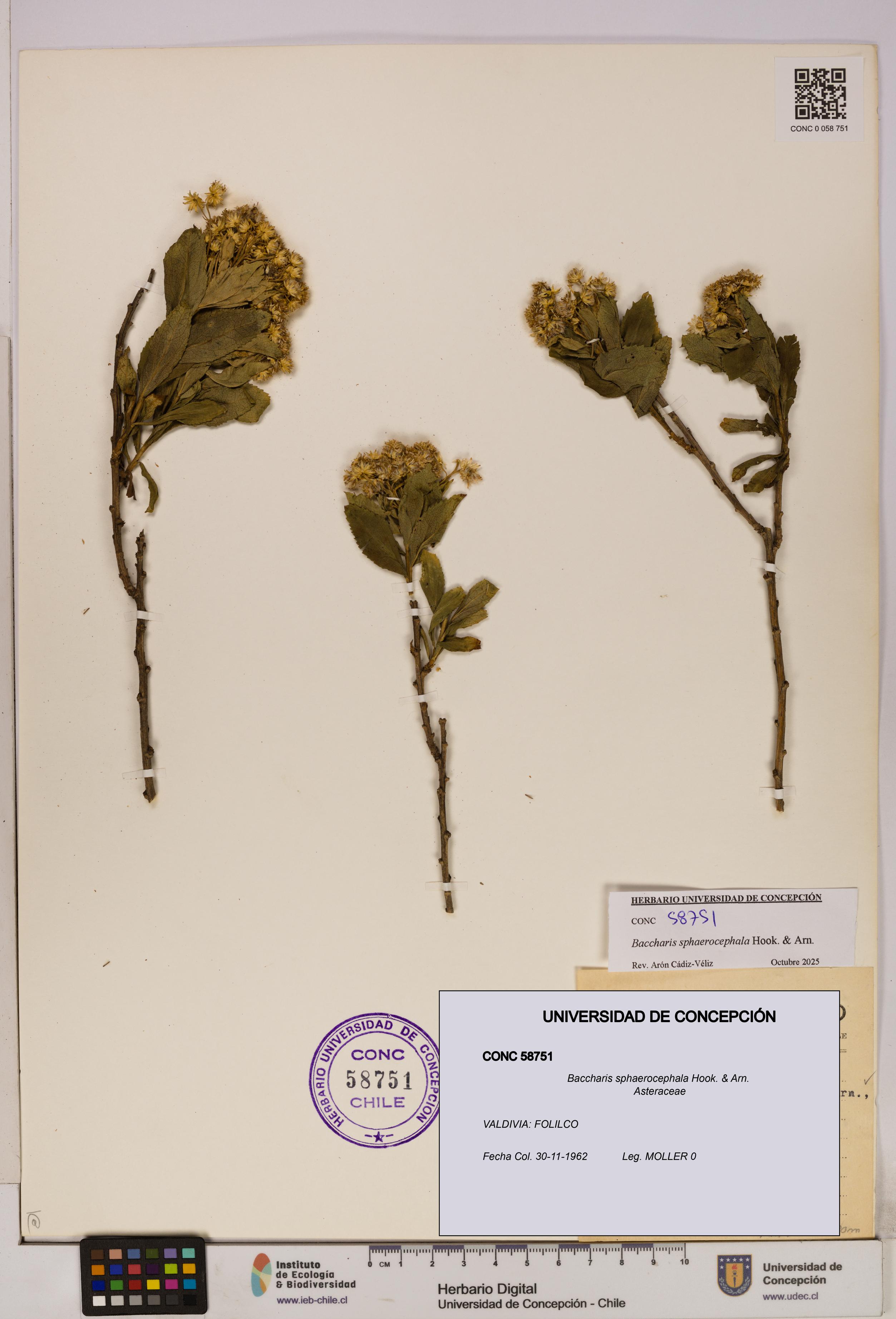 Baccharis sphaerocephala [Espécimen: UDEC:CONC:0058751]
