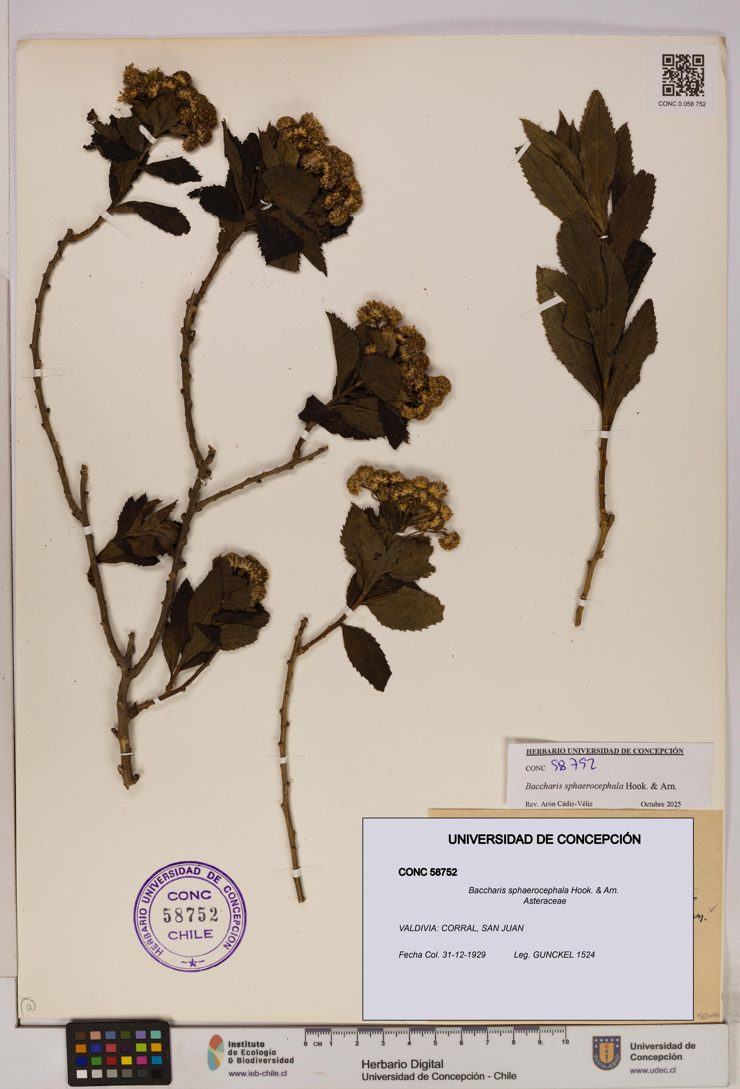 Baccharis sphaerocephala [Espécimen: UDEC:CONC:0058752]