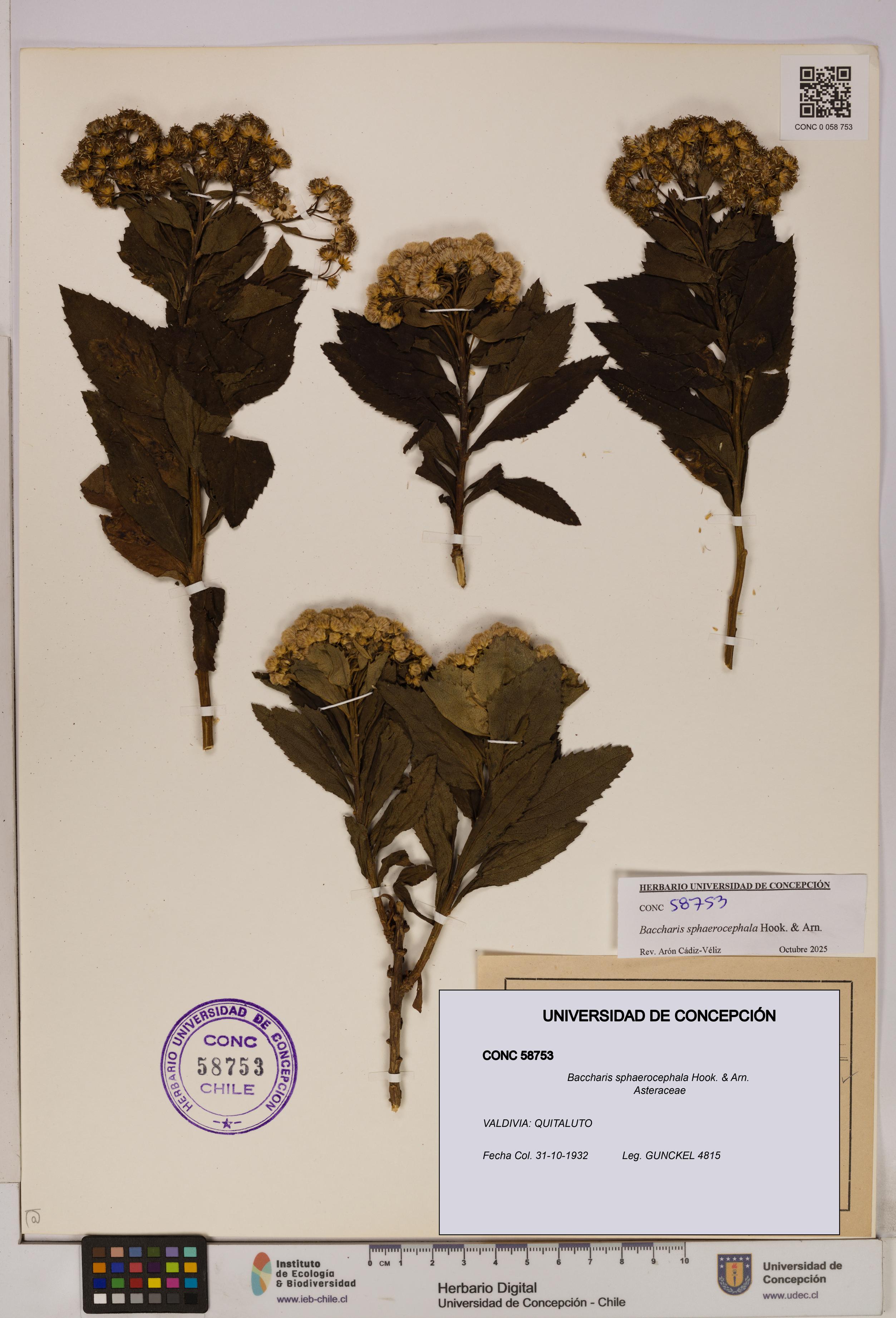 Baccharis sphaerocephala [Espécimen: UDEC:CONC:0058753]
