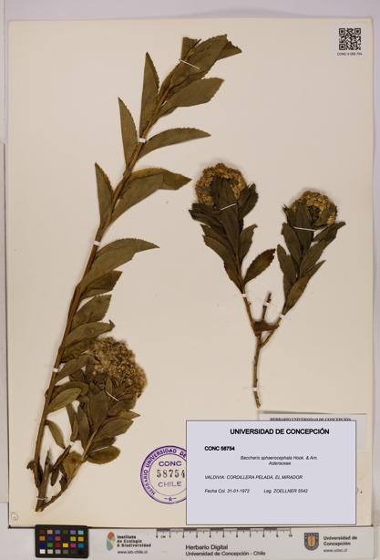 Baccharis sphaerocephala [Espécimen: UDEC:CONC:0058754]