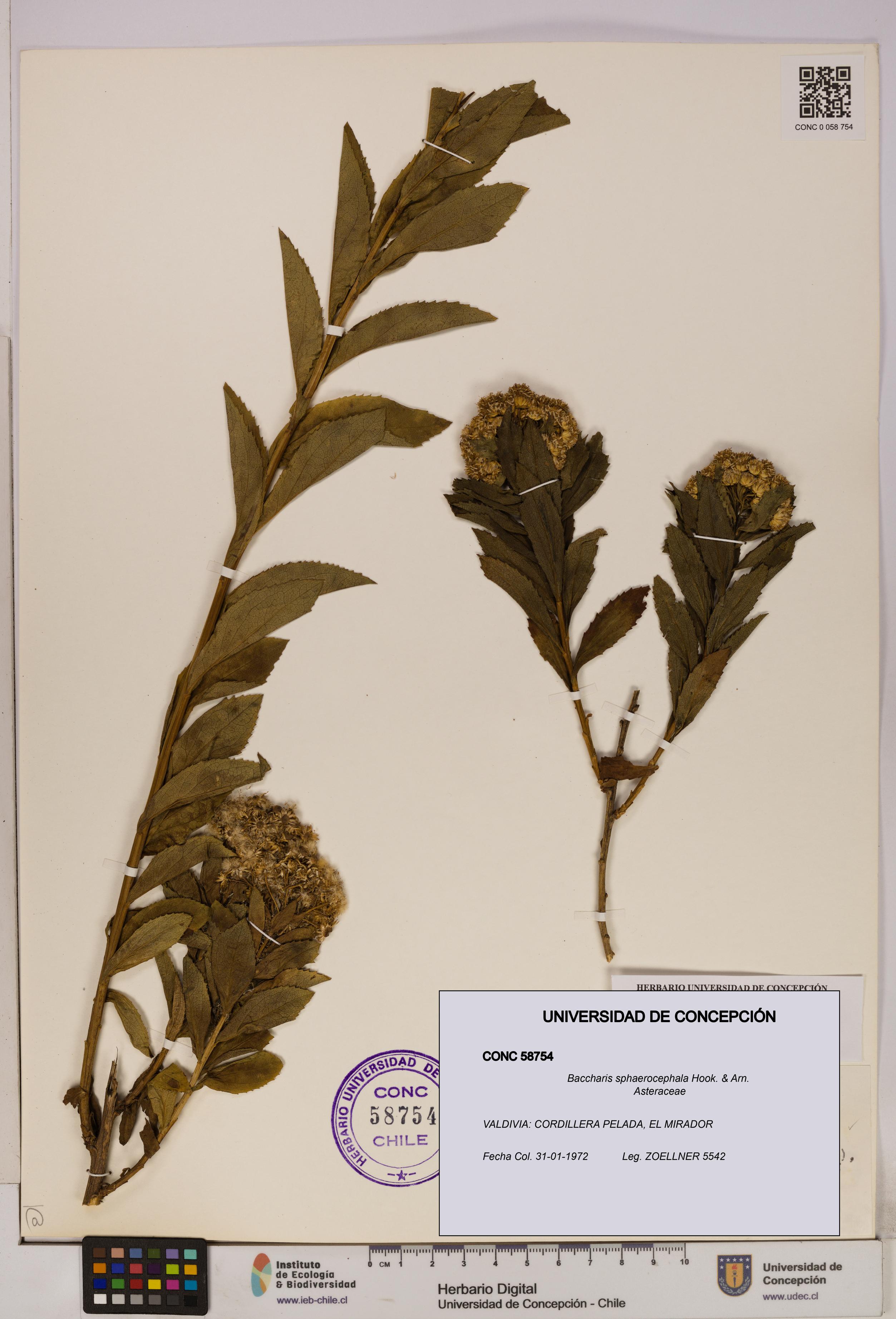 Baccharis sphaerocephala [Espécimen: UDEC:CONC:0058754]