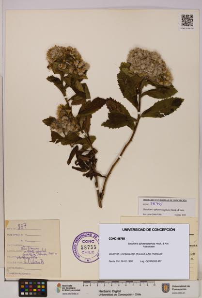 Baccharis sphaerocephala [Espécimen: UDEC:CONC:0058755]