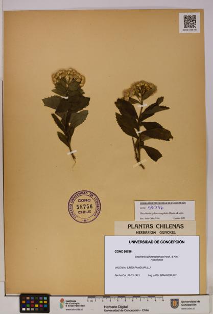 Baccharis sphaerocephala [Espécimen: UDEC:CONC:0058756]