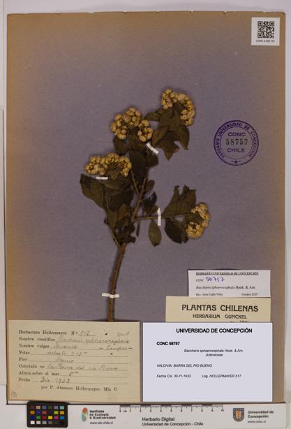 Baccharis sphaerocephala [Espécimen: UDEC:CONC:0058757]