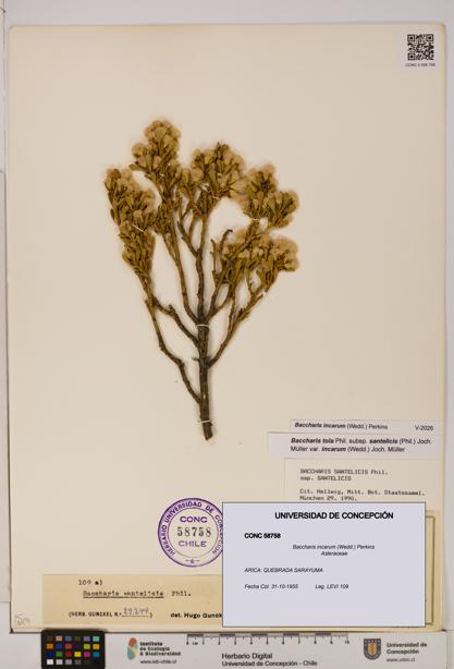 Baccharis incarum [Espécimen: UDEC:CONC:0058758]