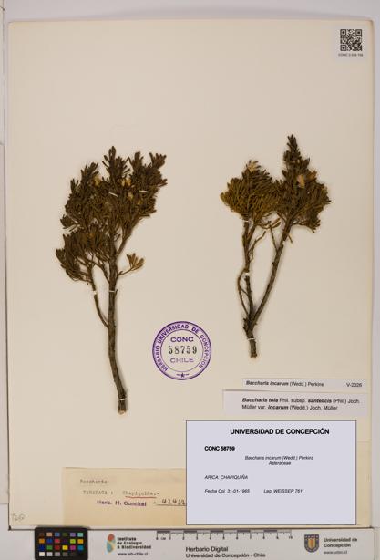 Baccharis incarum [Espécimen: UDEC:CONC:0058759]