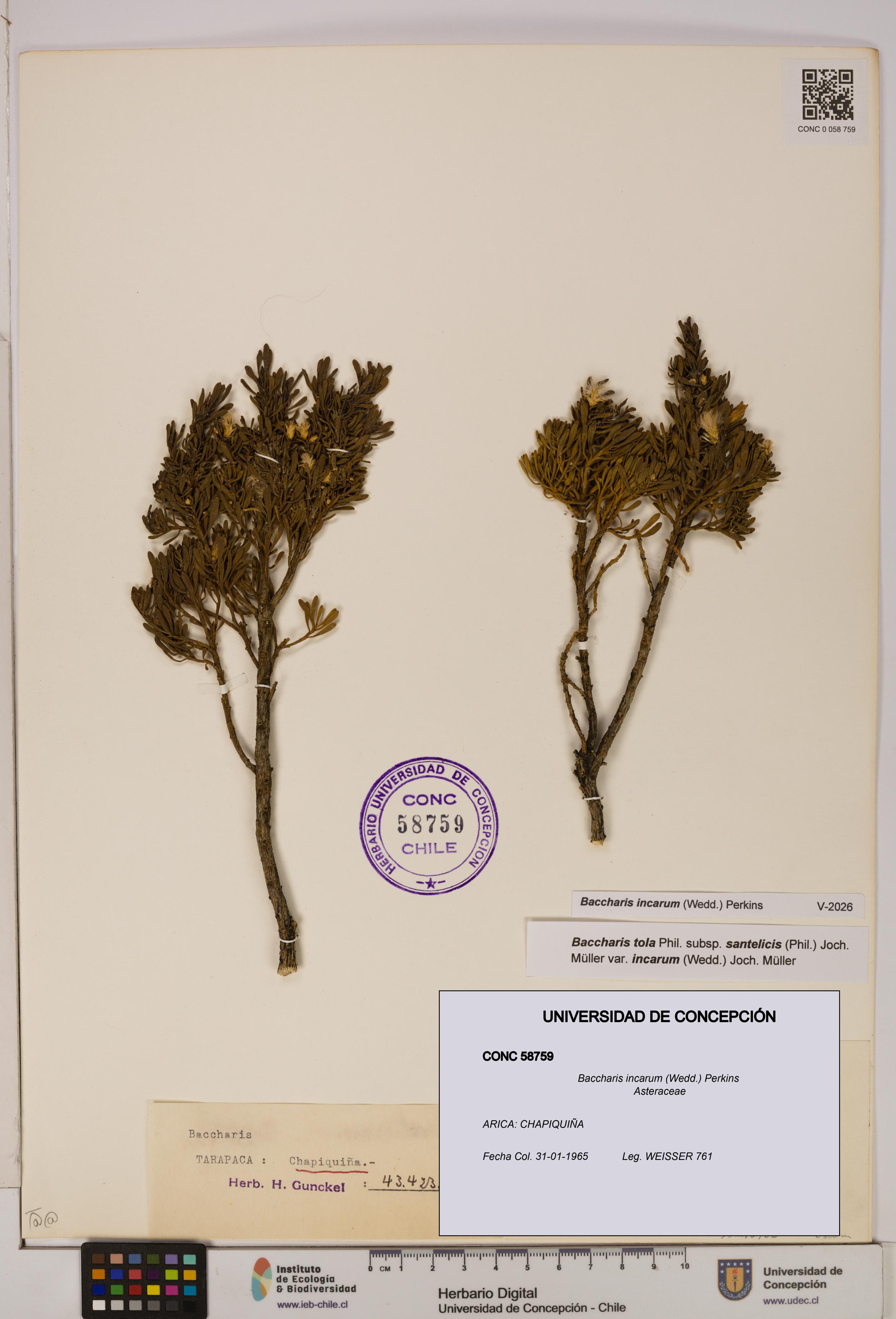 Baccharis incarum [Espécimen: UDEC:CONC:0058759]