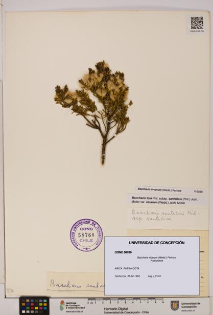 Baccharis incarum [Espécimen: UDEC:CONC:0058760]