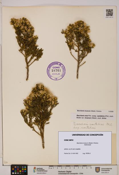 Baccharis incarum [Espécimen: UDEC:CONC:0058761]