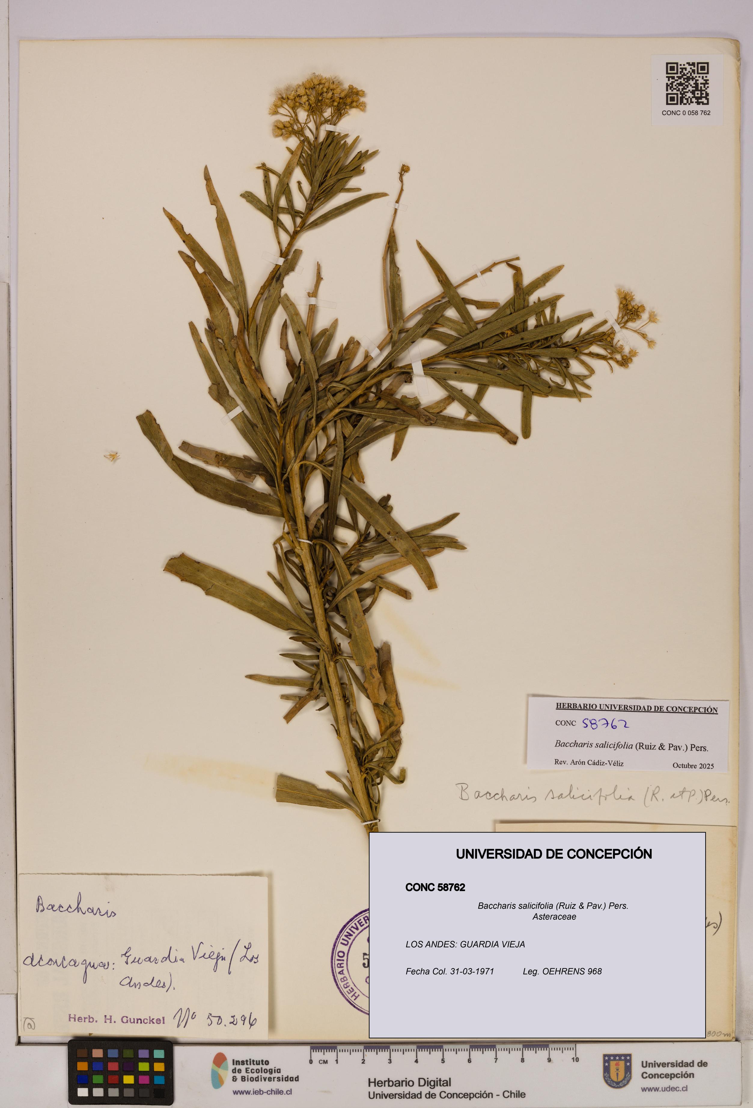 Baccharis salicifolia [Espécimen: UDEC:CONC:0058762]
