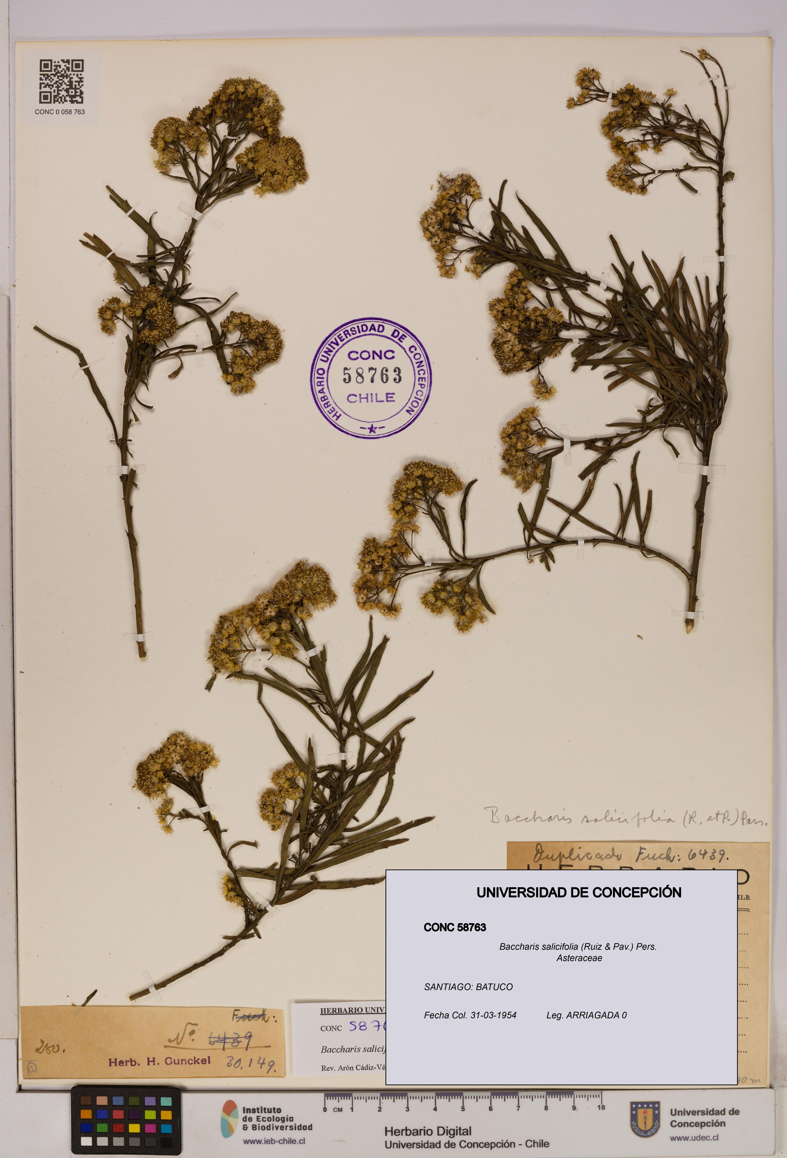 Baccharis salicifolia [Espécimen: UDEC:CONC:0058763]