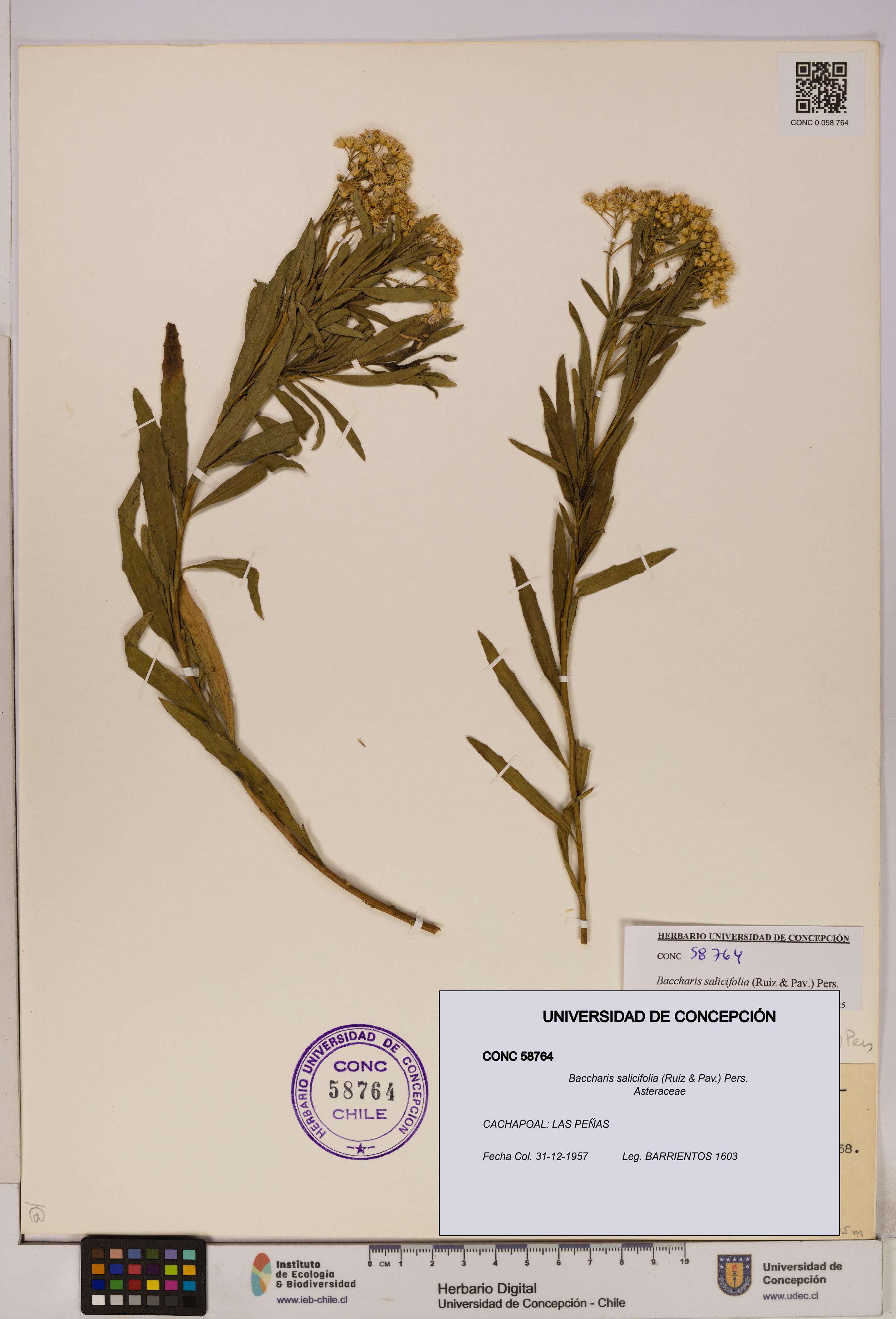 Baccharis salicifolia [Espécimen: UDEC:CONC:0058764]