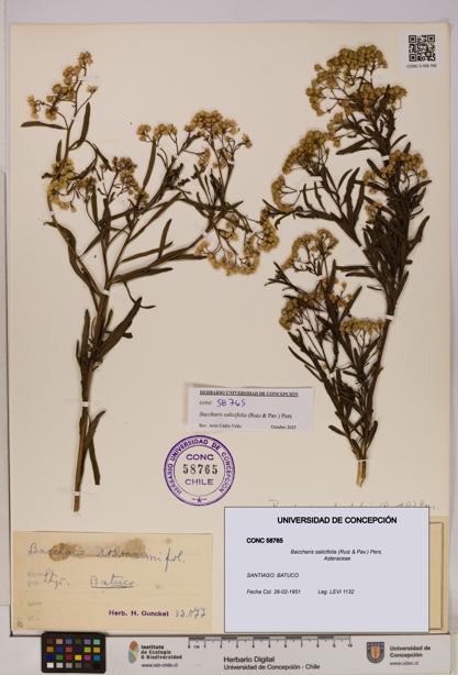 Baccharis salicifolia [Espécimen: UDEC:CONC:0058765]