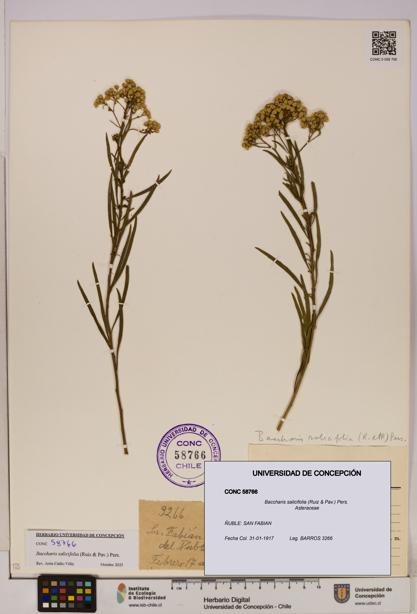 Baccharis salicifolia [Espécimen: UDEC:CONC:0058766]