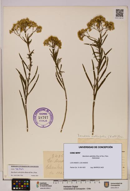 Baccharis salicifolia [Espécimen: UDEC:CONC:0058767]