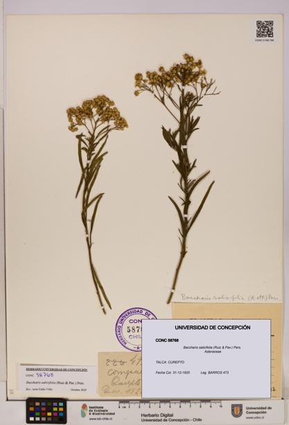 Baccharis salicifolia [Espécimen: UDEC:CONC:0058768]