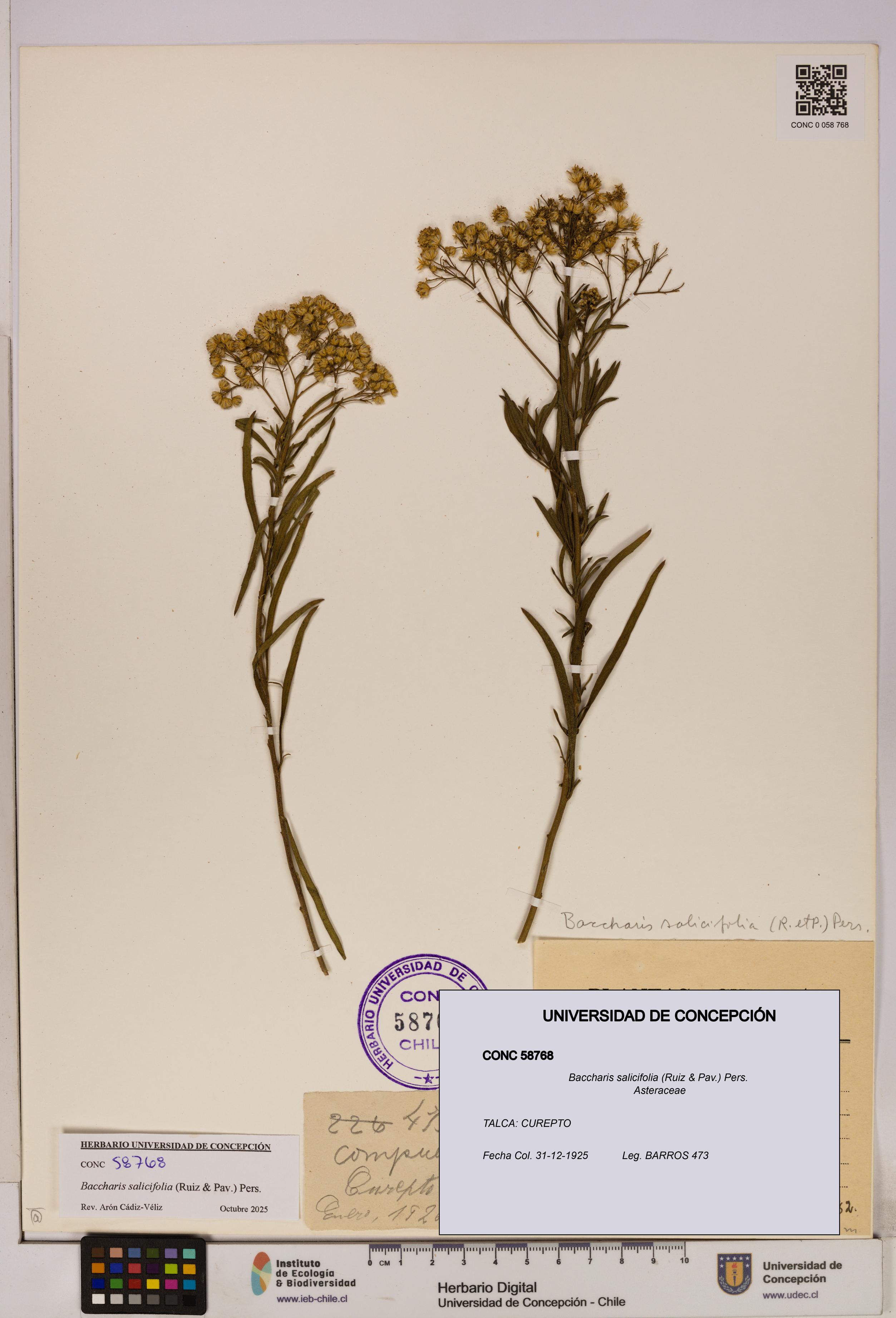 Baccharis salicifolia [Espécimen: UDEC:CONC:0058768]