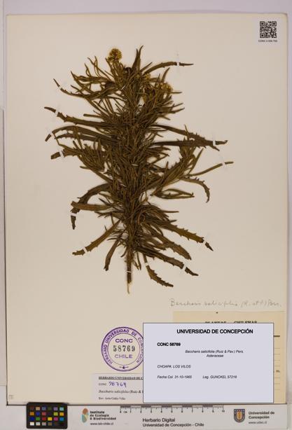 Baccharis salicifolia [Espécimen: UDEC:CONC:0058769]