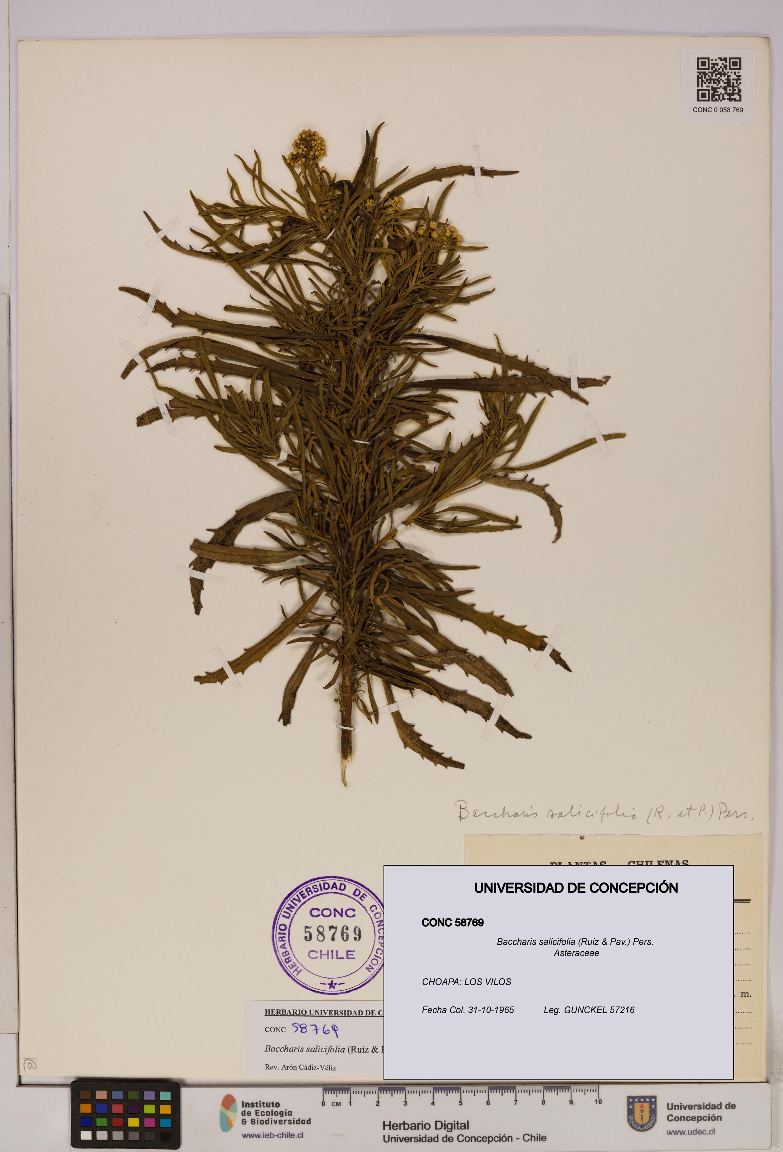 Baccharis salicifolia [Espécimen: UDEC:CONC:0058769]