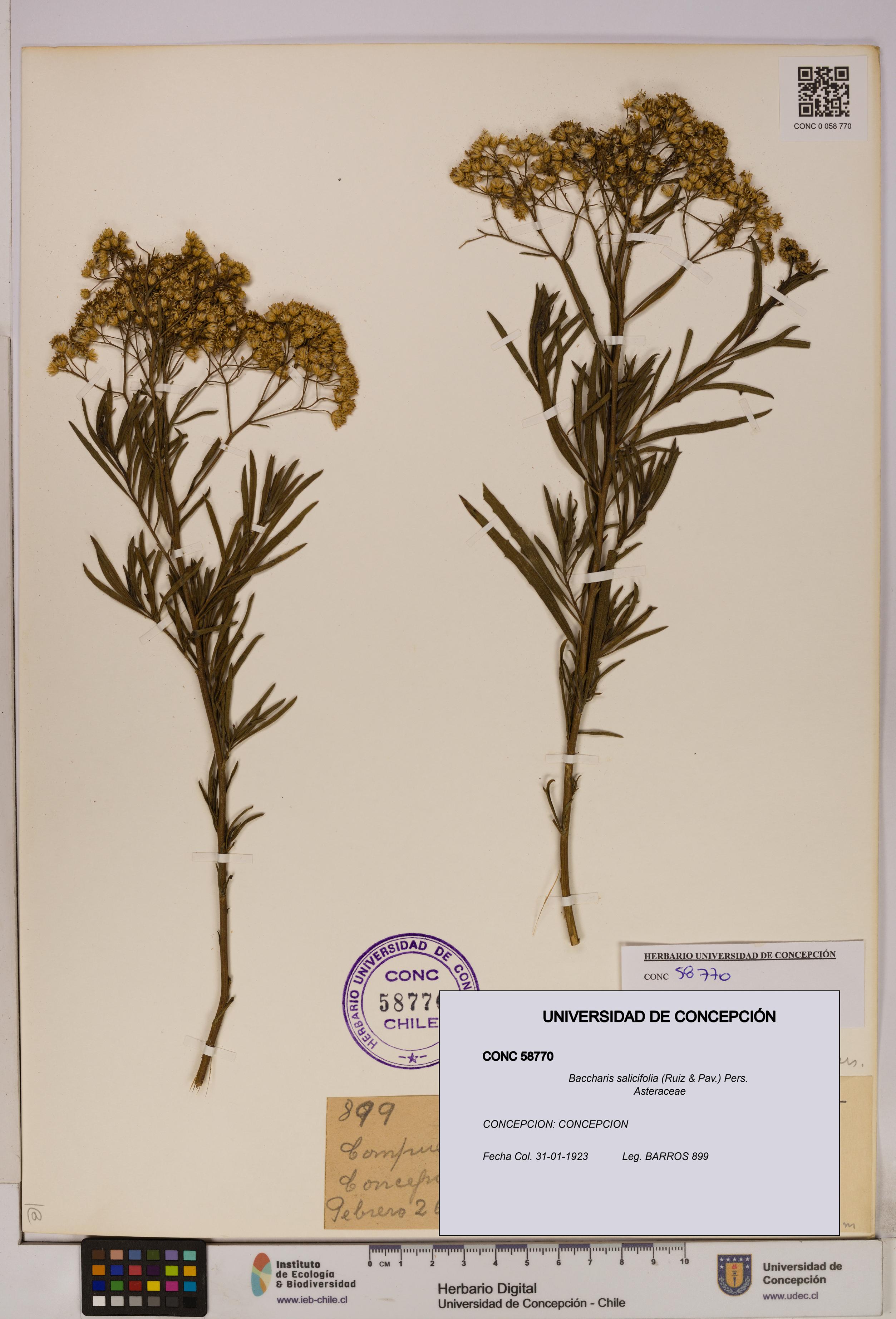Baccharis salicifolia [Espécimen: UDEC:CONC:0058770]