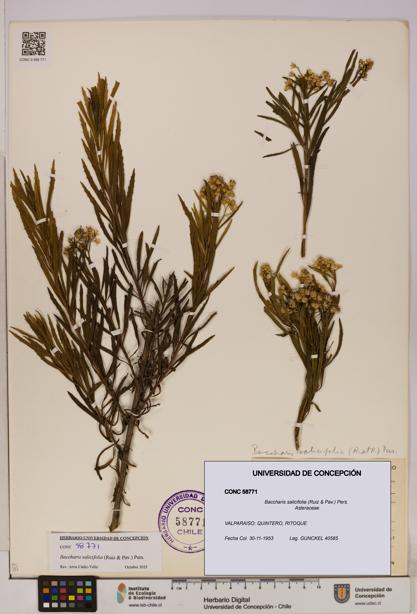 Baccharis salicifolia [Espécimen: UDEC:CONC:0058771]