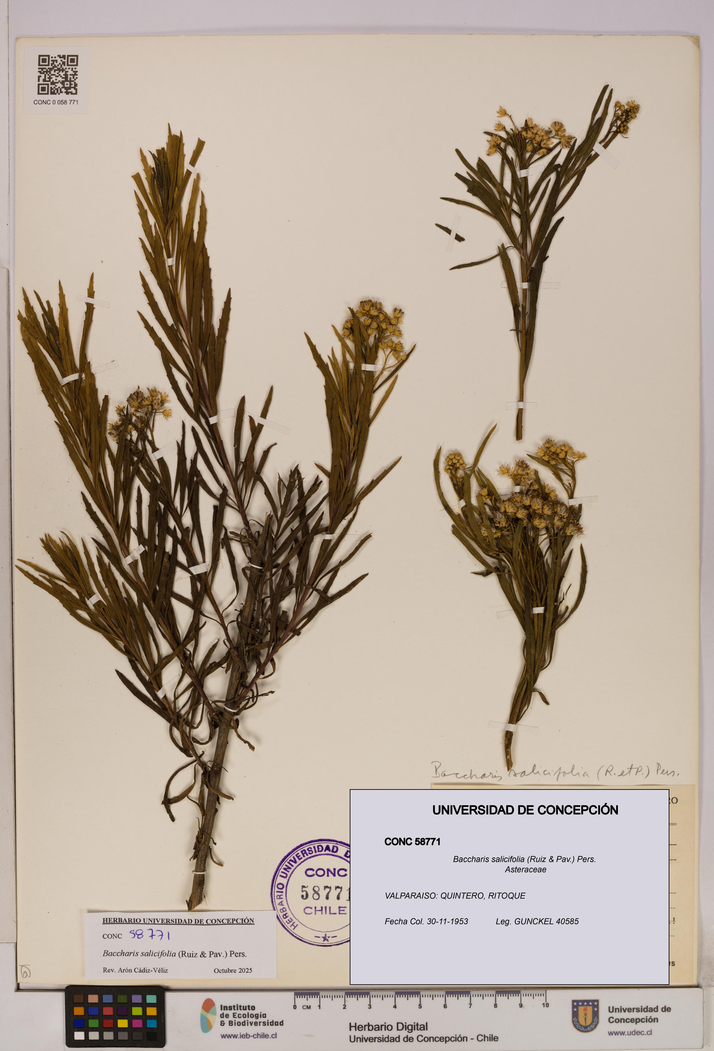 Baccharis salicifolia [Espécimen: UDEC:CONC:0058771]