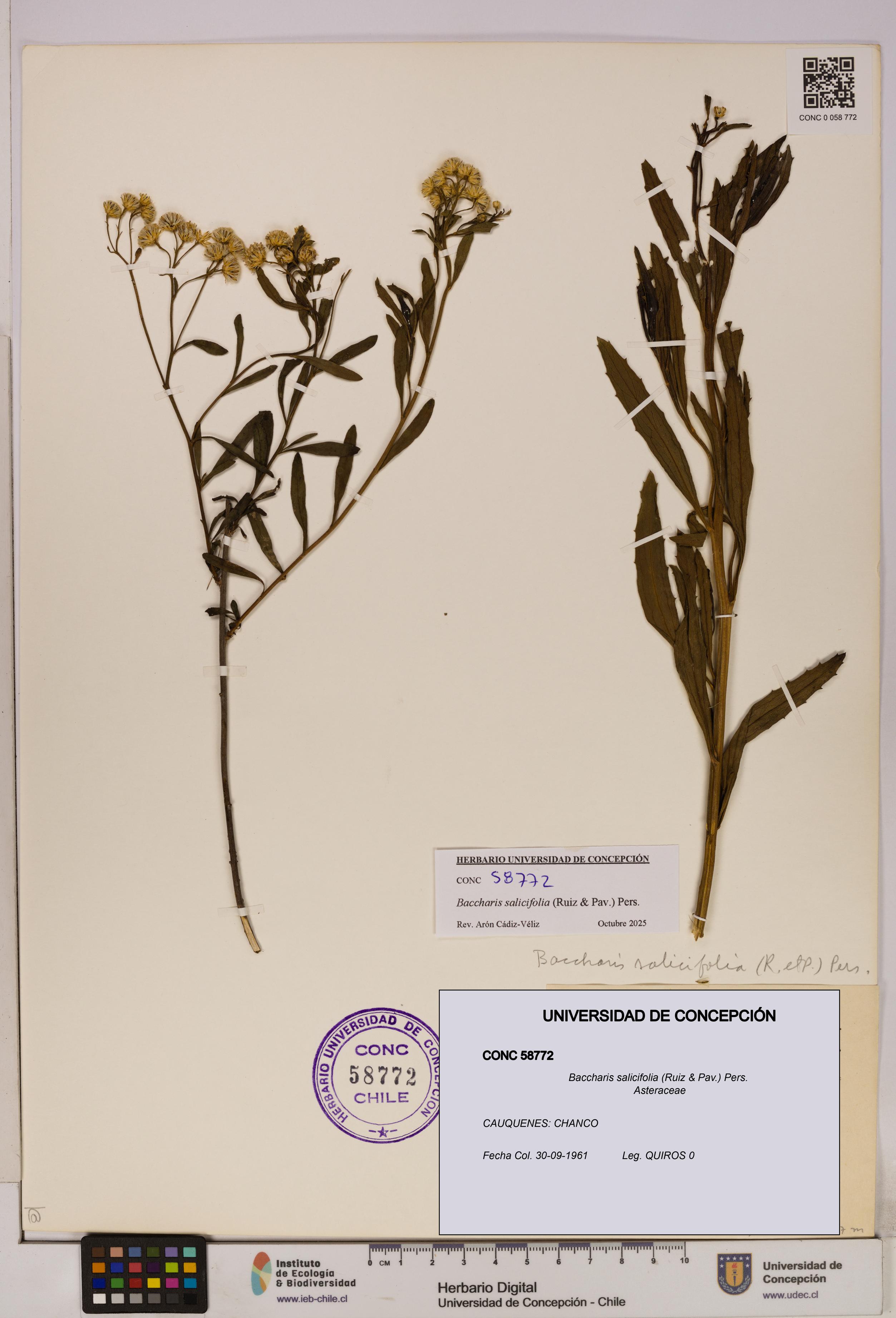 Baccharis salicifolia [Espécimen: UDEC:CONC:0058772]