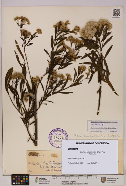 Baccharis salicifolia [Espécimen: UDEC:CONC:0058773]