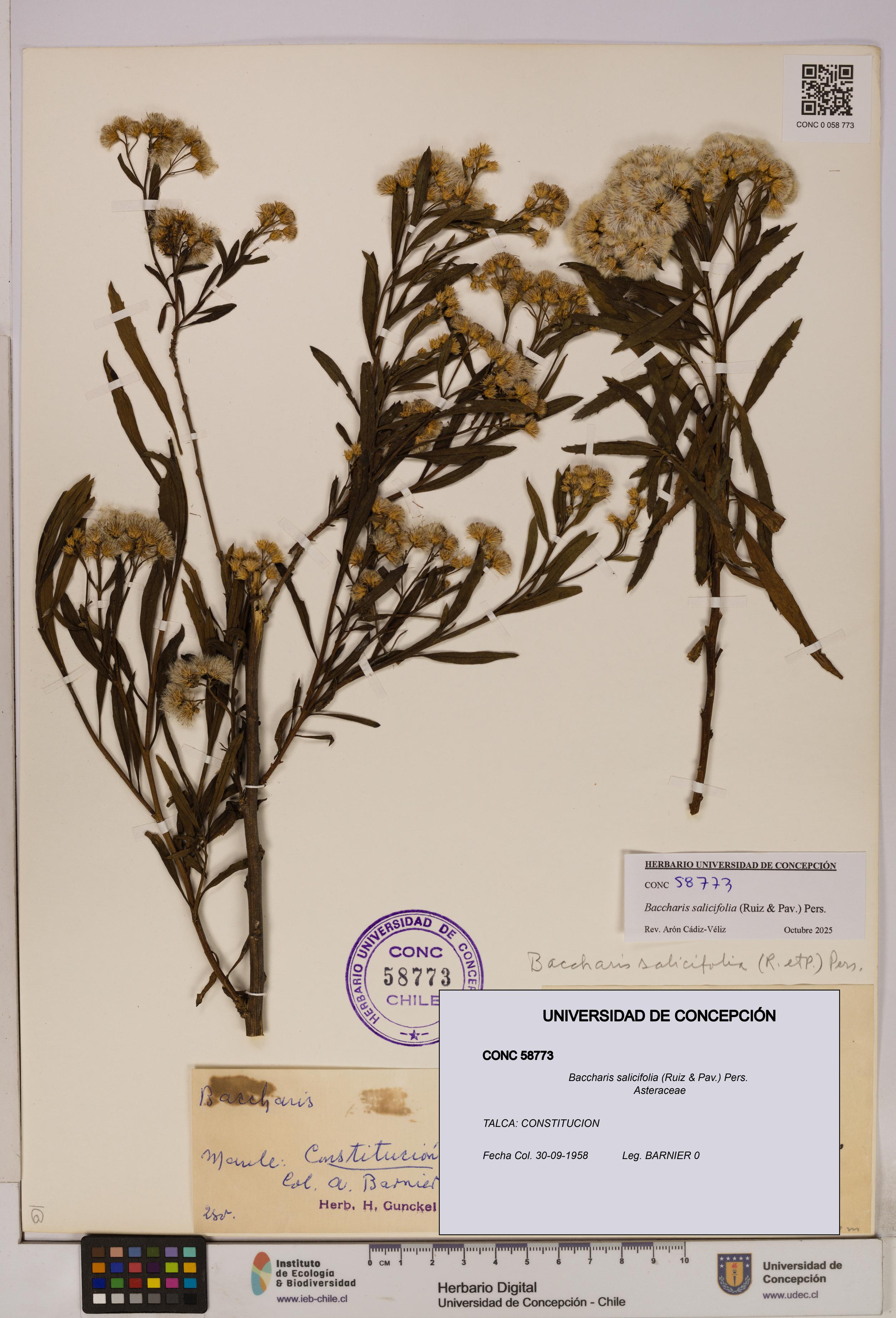 Baccharis salicifolia [Espécimen: UDEC:CONC:0058773]