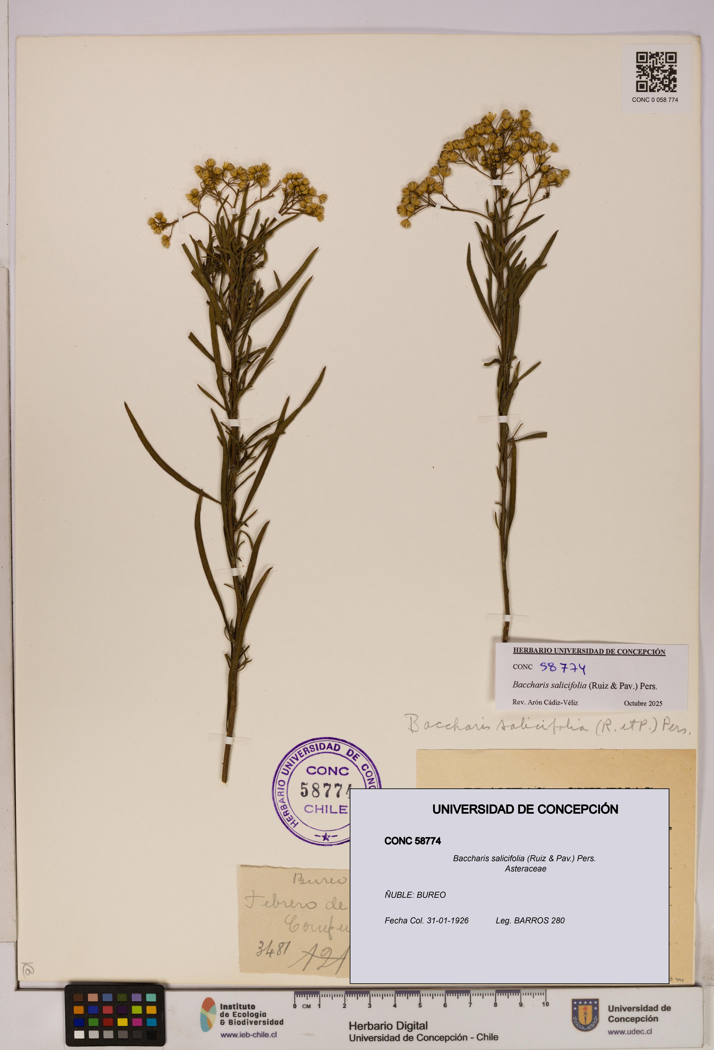 Baccharis salicifolia [Espécimen: UDEC:CONC:0058774]