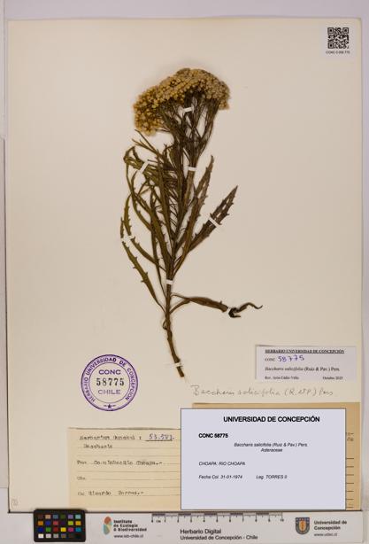 Baccharis salicifolia [Espécimen: UDEC:CONC:0058775]