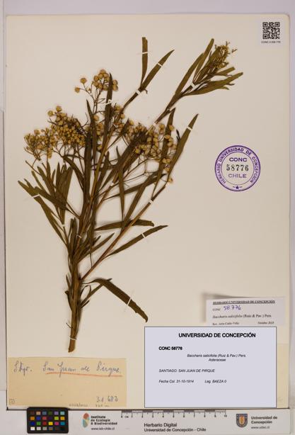 Baccharis salicifolia [Espécimen: UDEC:CONC:0058776]