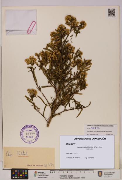 Baccharis salicifolia [Espécimen: UDEC:CONC:0058777]