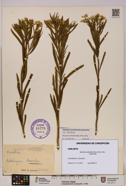 Baccharis salicifolia [Espécimen: UDEC:CONC:0058778]