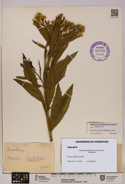 Baccharis salicifolia [Espécimen: UDEC:CONC:0058779]