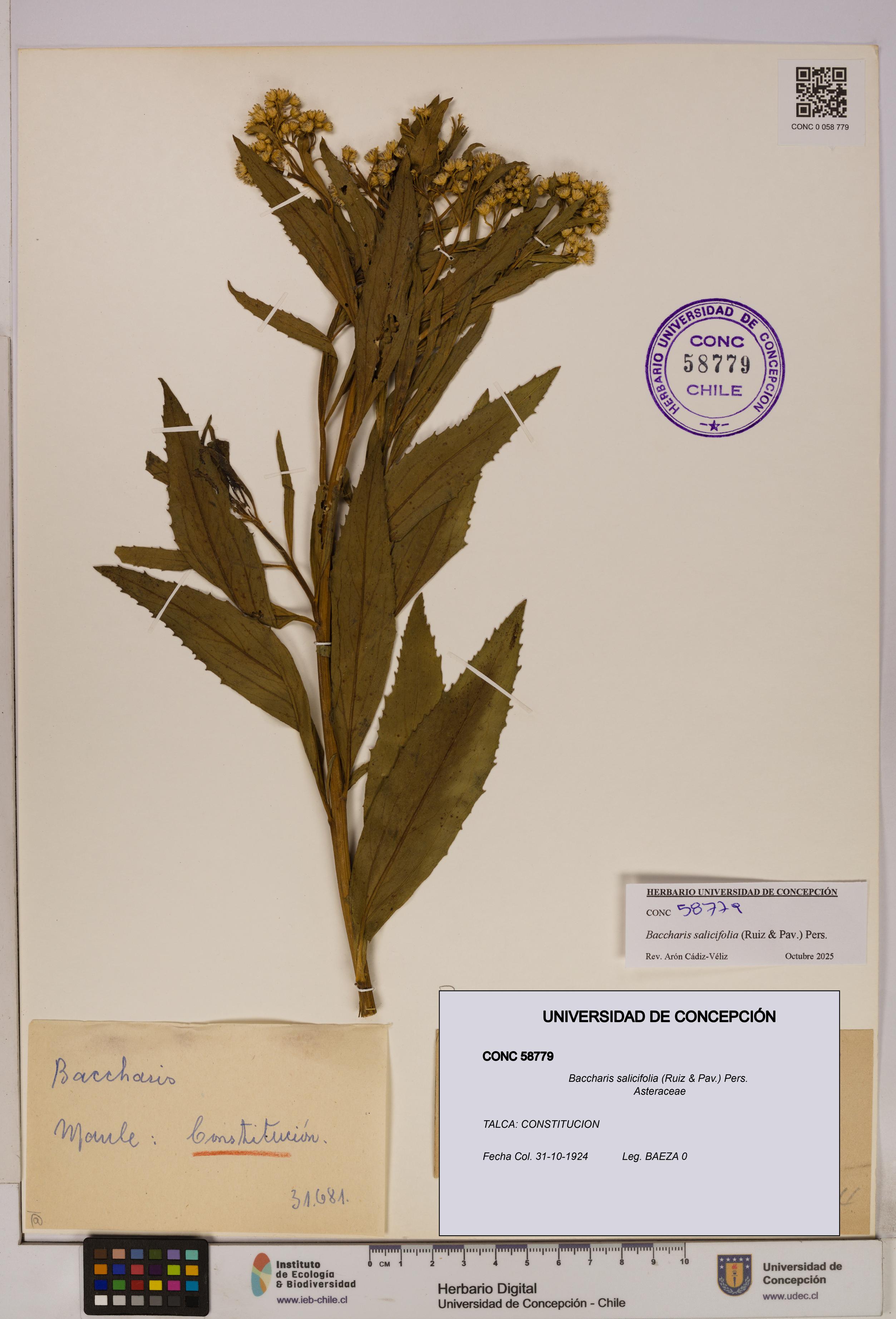 Baccharis salicifolia [Espécimen: UDEC:CONC:0058779]