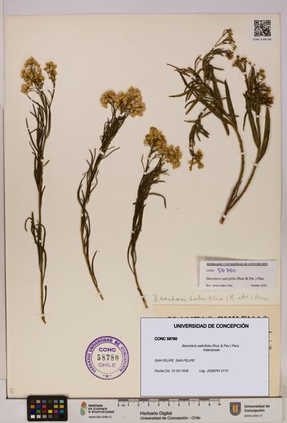 Baccharis salicifolia [Espécimen: UDEC:CONC:0058780]