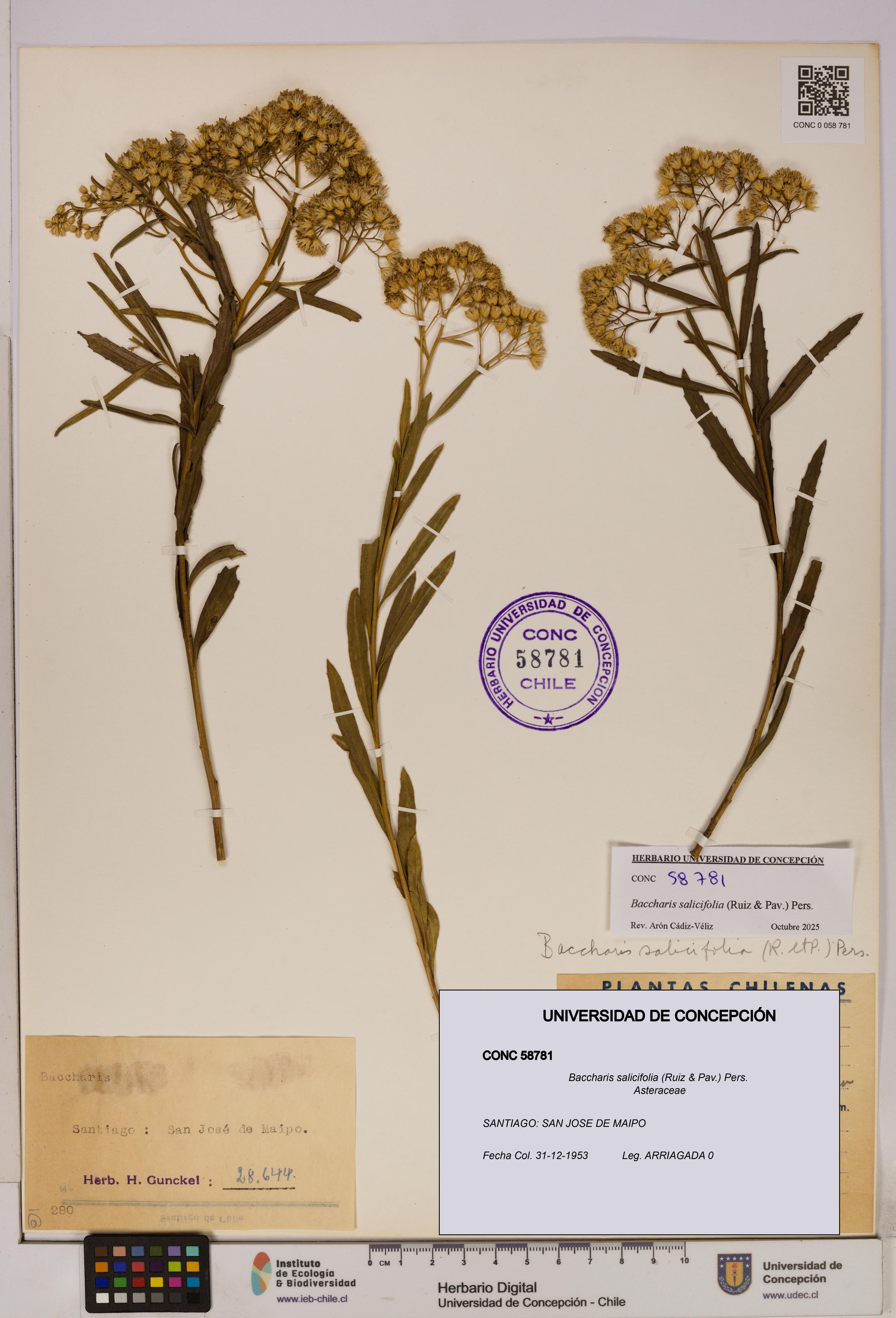 Baccharis salicifolia [Espécimen: UDEC:CONC:0058781]
