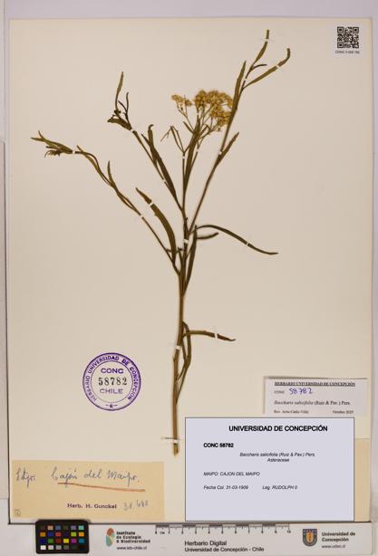 Baccharis salicifolia [Espécimen: UDEC:CONC:0058782]