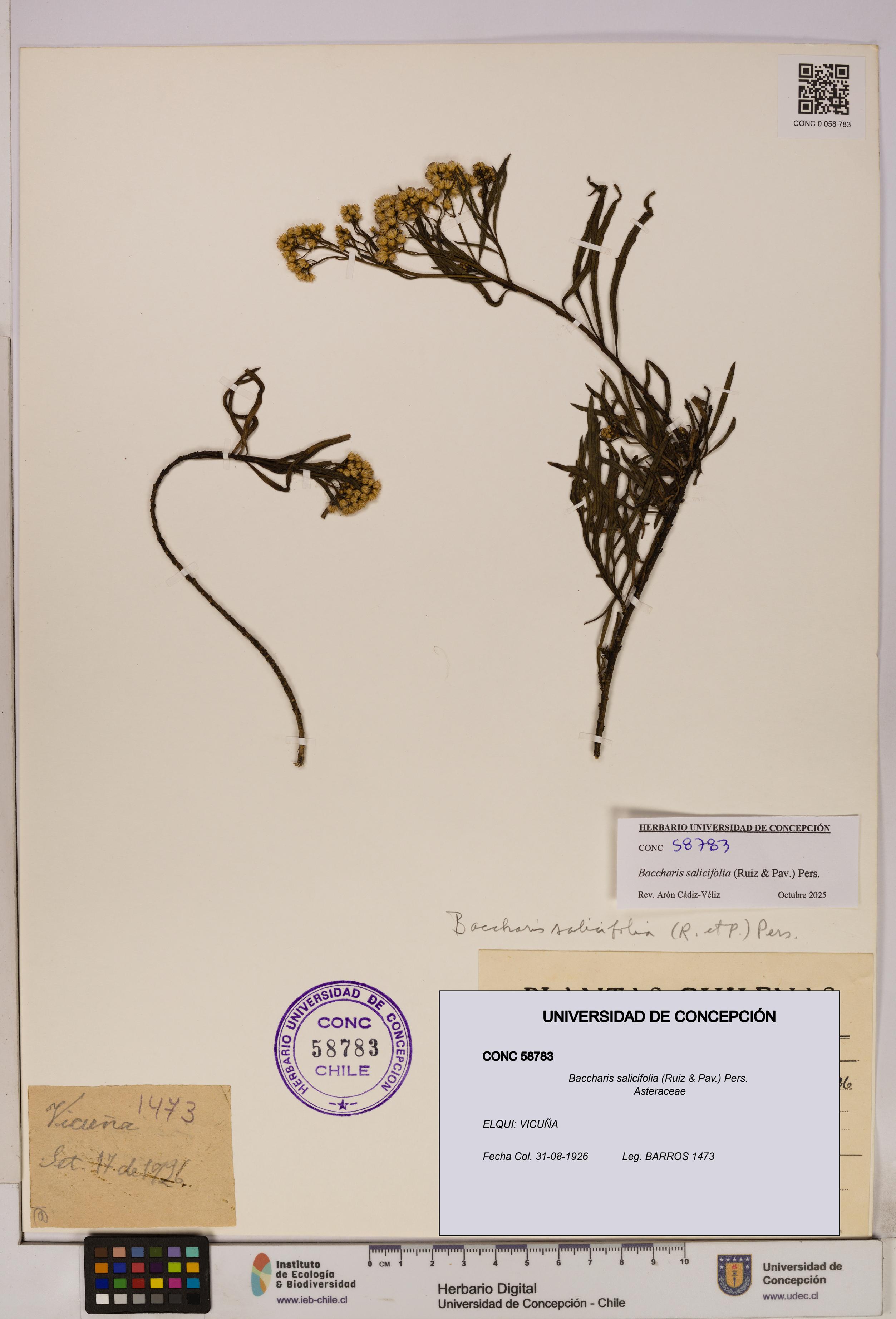 Baccharis salicifolia [Espécimen: UDEC:CONC:0058783]