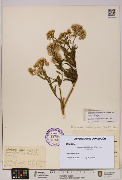 Baccharis salicifolia [Espécimen: UDEC:CONC:0058784]