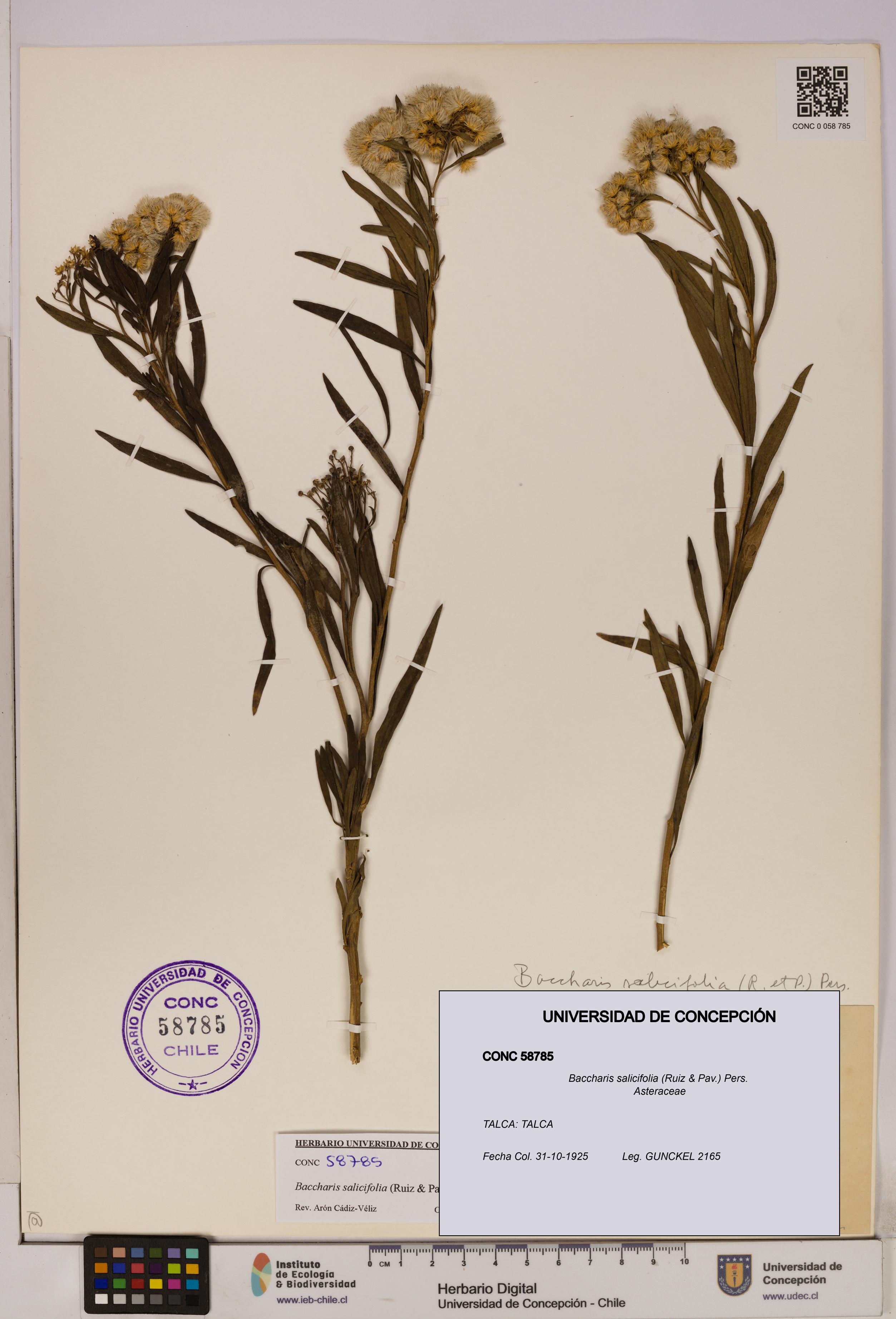 Baccharis salicifolia [Espécimen: UDEC:CONC:0058785]