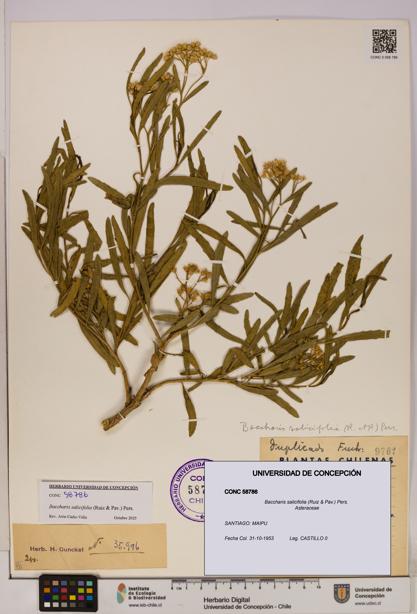 Baccharis salicifolia [Espécimen: UDEC:CONC:0058786]