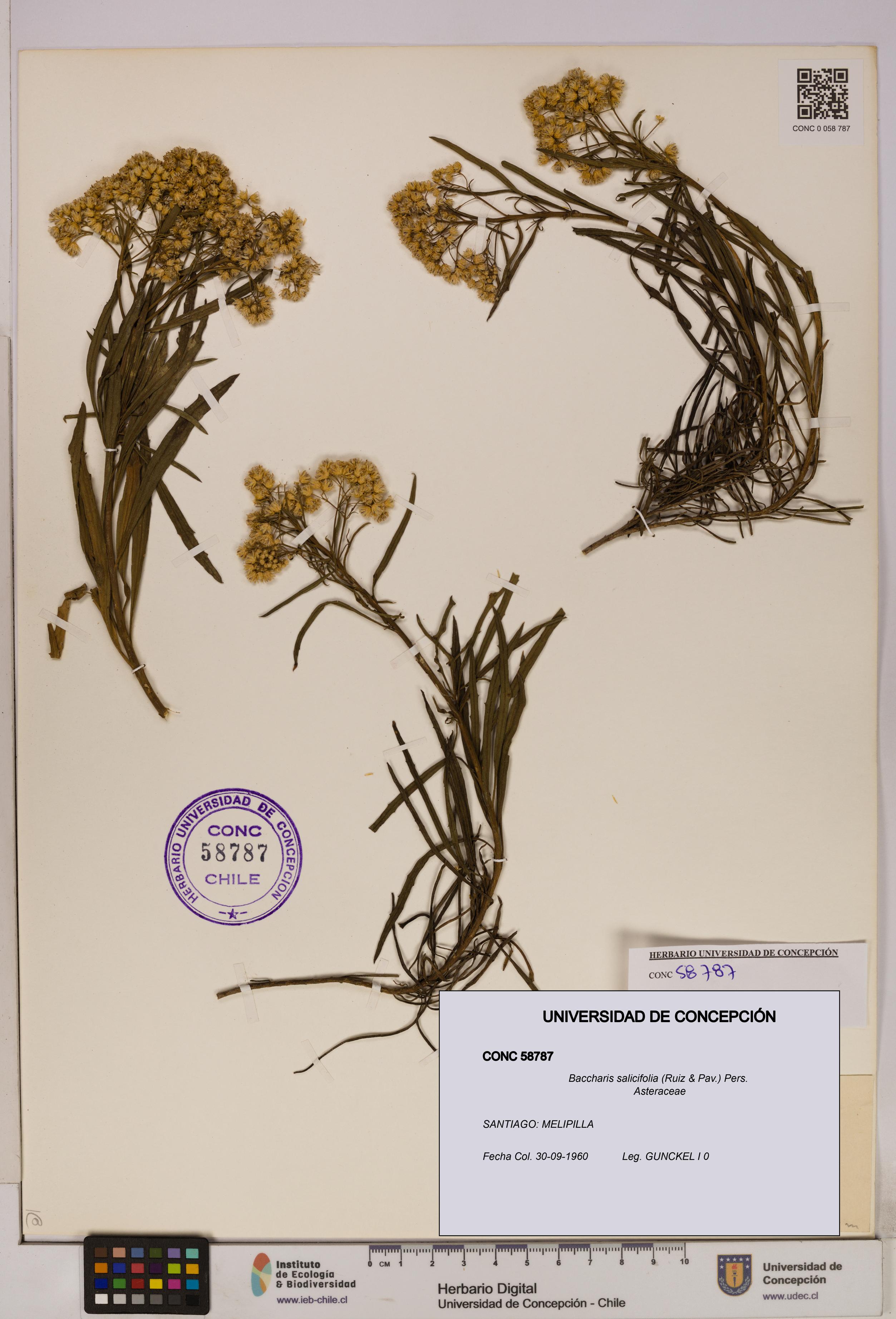 Baccharis salicifolia [Espécimen: UDEC:CONC:0058787]