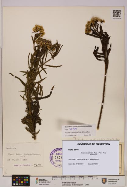 Baccharis salicifolia [Espécimen: UDEC:CONC:0058788]