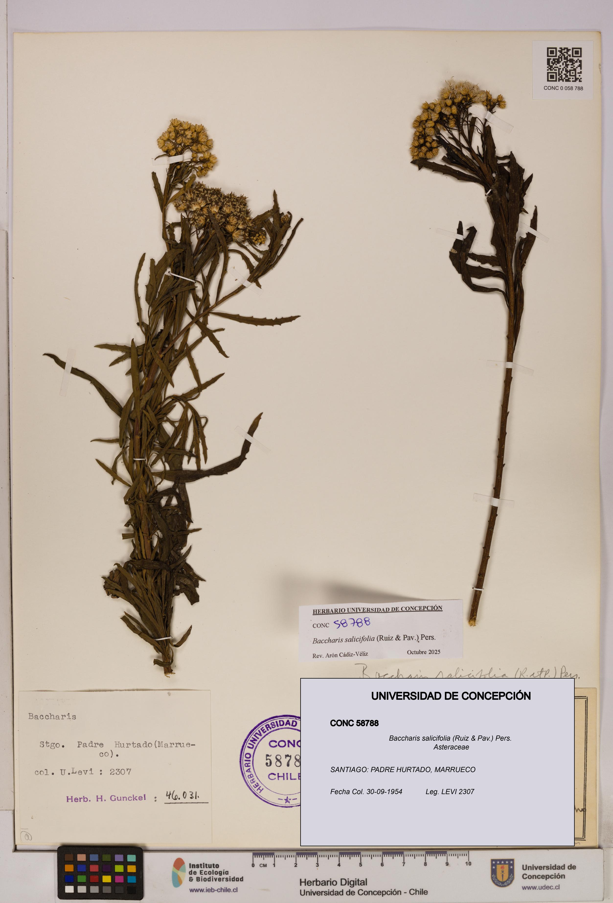 Baccharis salicifolia [Espécimen: UDEC:CONC:0058788]